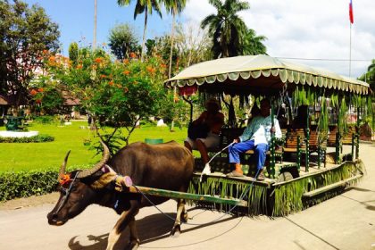 Buffalo riding in Villa Escudero