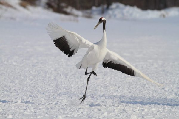 Kushiro Marshland & Cranes Nature Park - Shore Excursions Asia