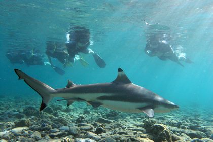 Shark Watch Tour Phi Phi Island - Phuket shore excursions