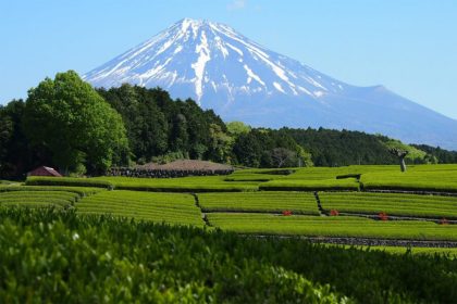 Hidden Treasure of Shizuoka