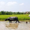 Experience the Real Vietnam Wet Rice