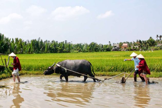 Experience the Real Vietnam Wet Rice