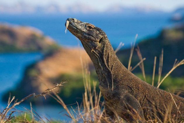 Komodo Island Half Day Tour