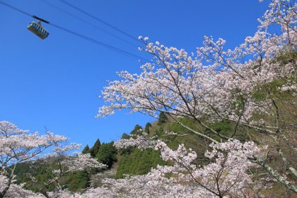 Beppu Shore Excursions