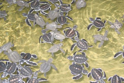 Turtle Hatchery in Kosgoda - Sri Lanka Shore Excursions