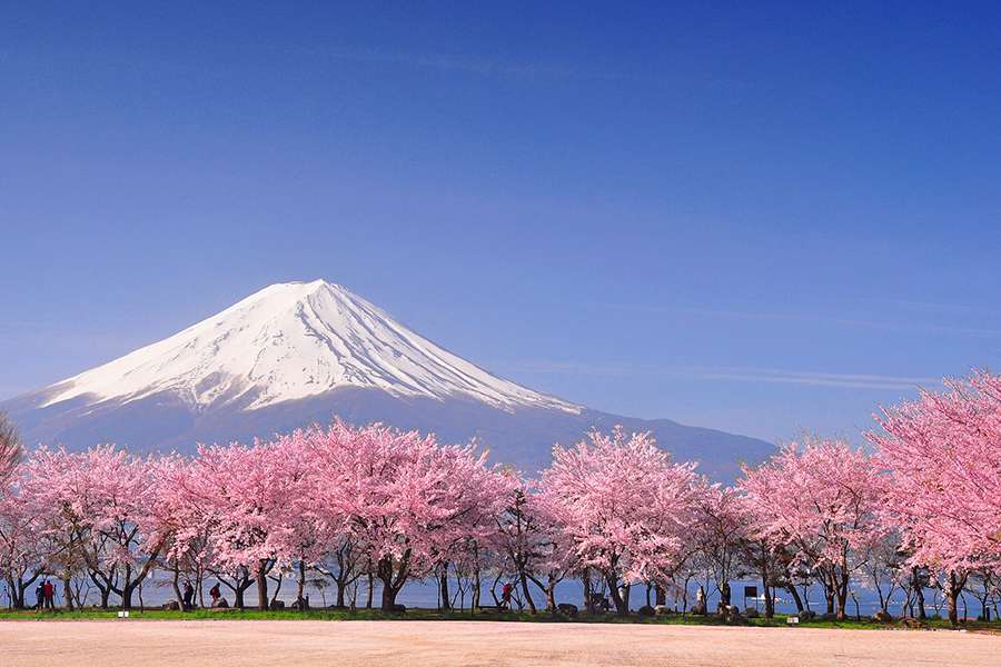 Best time to visit Japan-Cherry Blossom Season