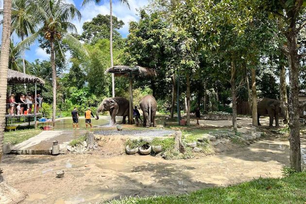 Elephant sanctuary - Koh Samui shore excursions