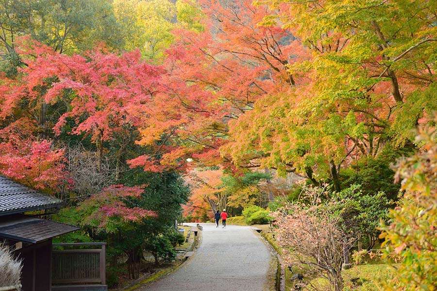 Best Locations to See Japan Fall Foliage