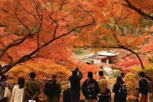 Autumn in Asia - 8 Must-Visit Spots for Breathtaking Fall Foliage