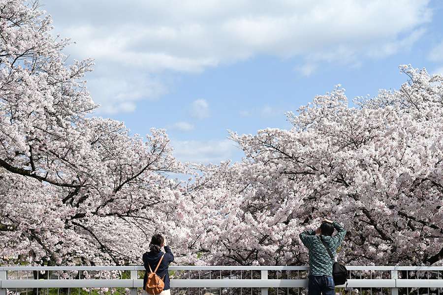 Cherry Blossoms in Asia - Best Places for Spring Flower Blooms