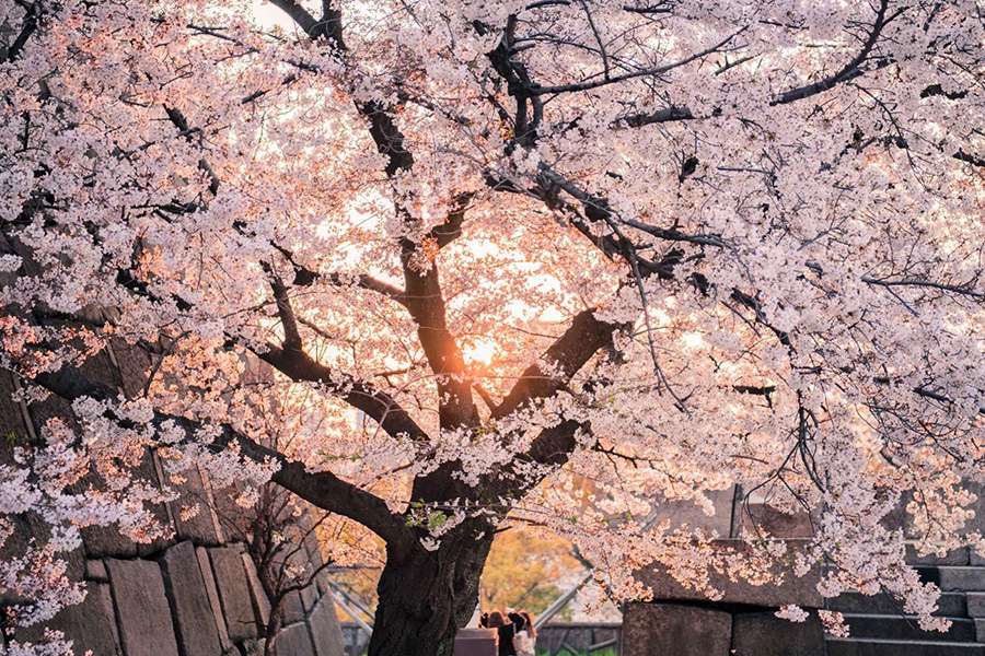 Hong Kong - Urban Cherry Blossoms