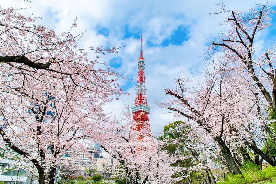 Japan - The Heart of Cherry Blossoms