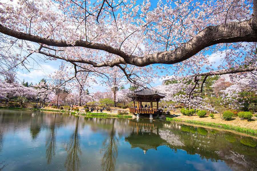 South Korea - A Cherry Blossom Wonderland