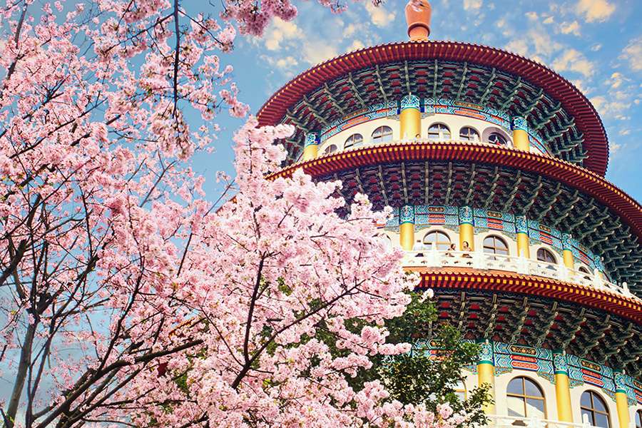 Taiwan - Early Blooming Cherry Blossoms