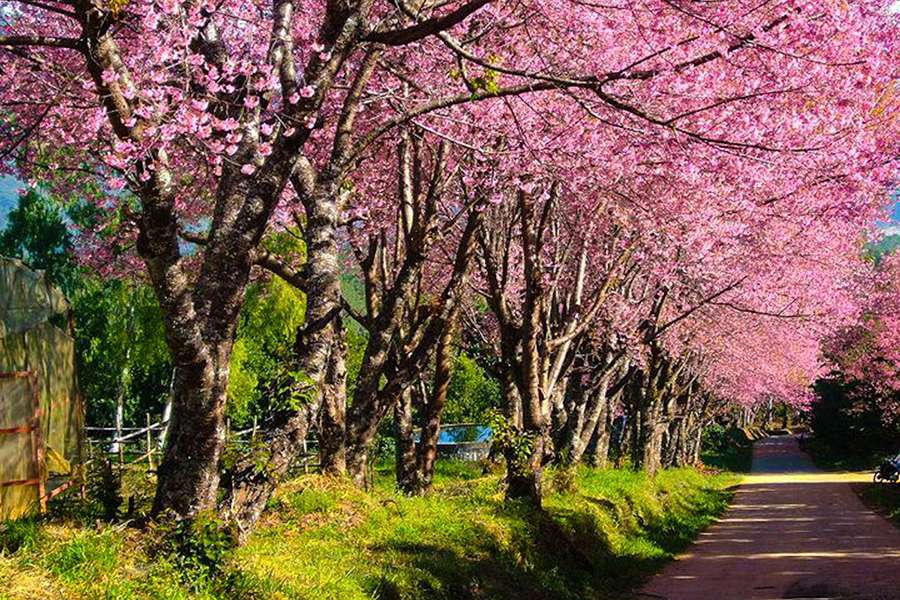 Thailand - Cherry Blossoms in the North