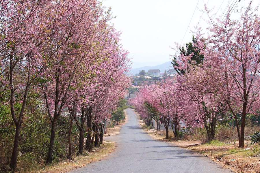 Vietnam - Dalat's Cherry Blossom Charm